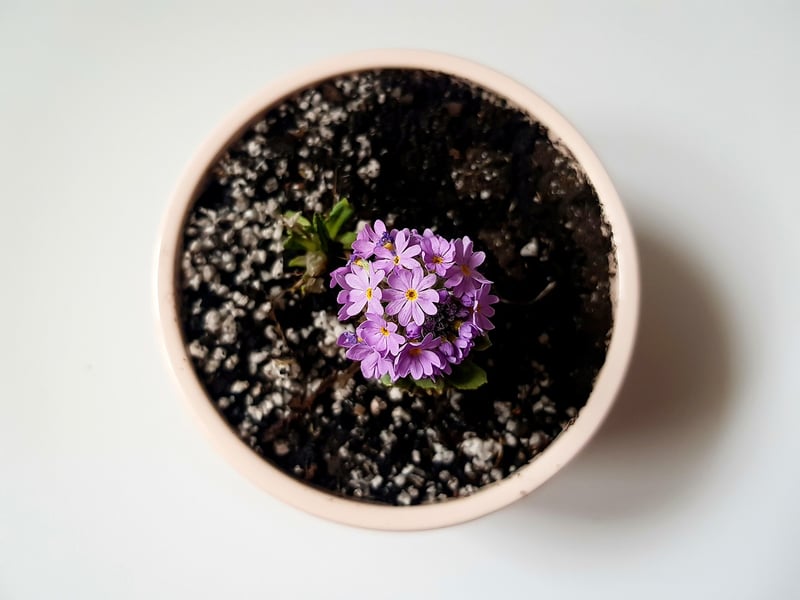 DIY Planters