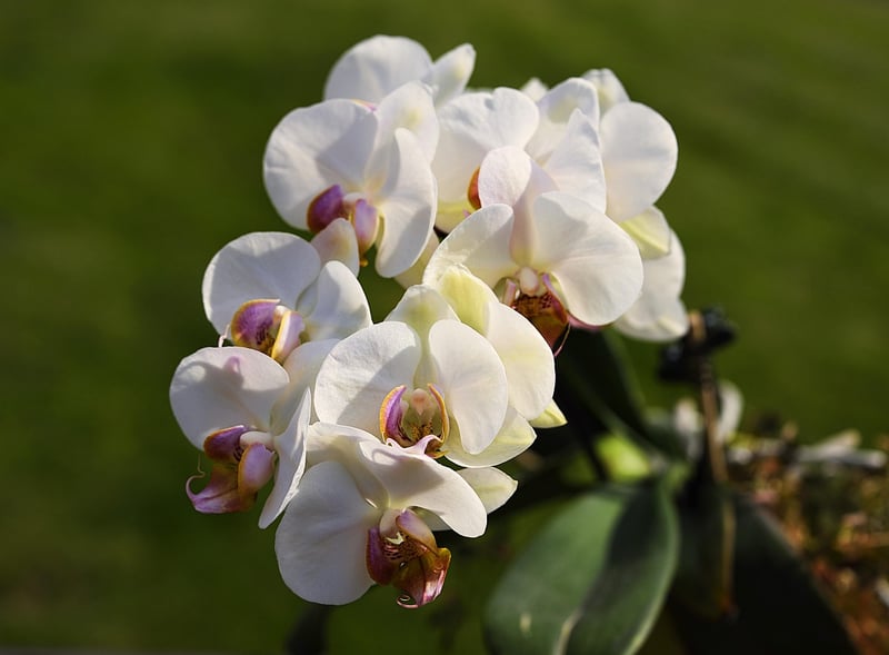 Orchid