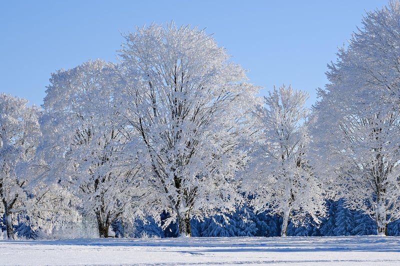 Winter Wonderland